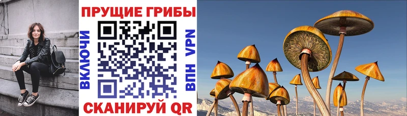 Псилоцибиновые грибы Psilocybine cubensis  Клинцы 